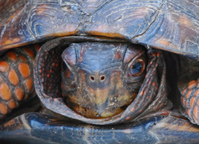 Eastern Box Turtle (Terrapene Carolina)