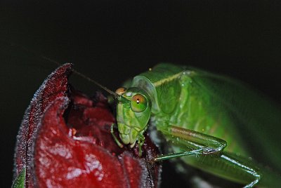 Green Bush Cricket