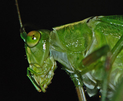 Green Bush Cricket