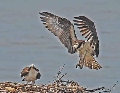 Nesting Ospreys