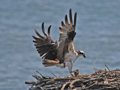 Osprey Returning to Nest with Catch