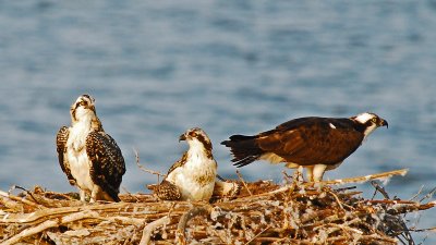 Osprey Chicks with Mother