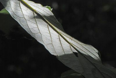 Upside Down Leaf in the Sunlight and Shadows