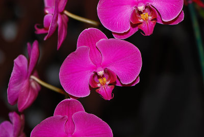 Orchid