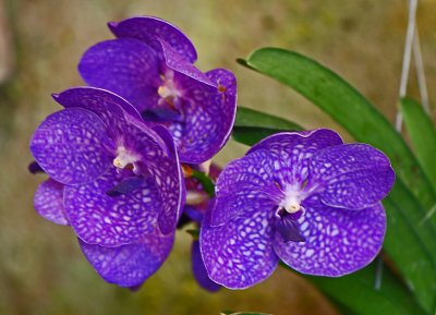 Orchid