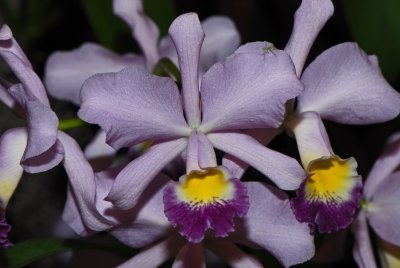 Orchid