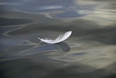 Feather on Lake in Early Evening