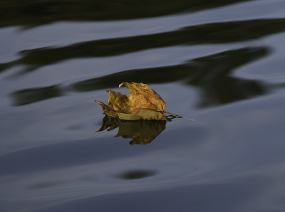 Leaf on Lake in Early Evening