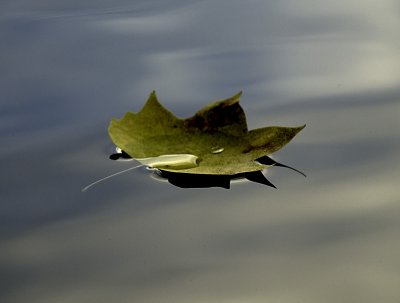 Leaf on Lake in Early Evening