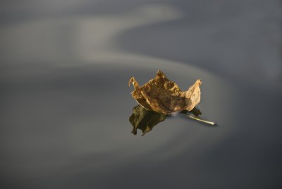 Leaf on Lake in Early Evening