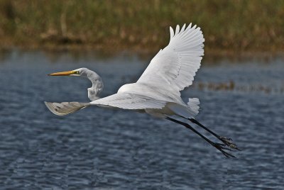 Great Egret