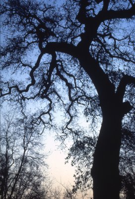 L'albero delle fate, The tree of the fairies