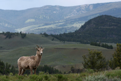 Yellowstone 2012