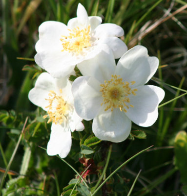 Blodau.Flowers Llanddwyn Anglesey.