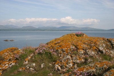 Lichen at Llanddwyn Anglesey.