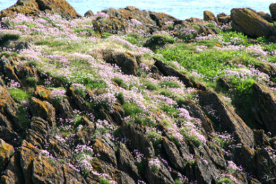 Sea Pinks on rocky Llanddwyn Anglesey.jpg