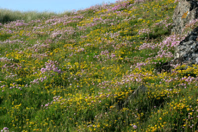 Wild Flowers at Llanddwyn Anglesey.