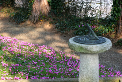 Cyclamen at Beaumaris Cemetery Anglesey.jpg