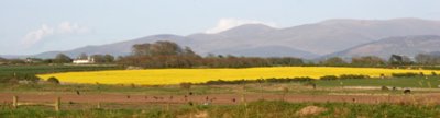 Yellow Field Brynsiencyn Anglesey.