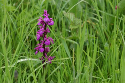 Wild Orchid at Aber Gwynedd.