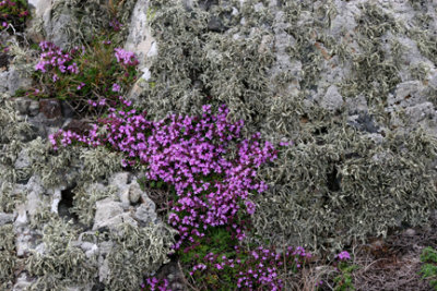 Lichen and heather at Llanddwyn Anglesey.jpg