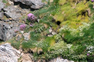 Wild Flowers 2 Anglesey coastal path.