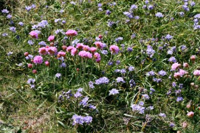 Wild Flowers Borthwen Coastal path Anglesey.jpg