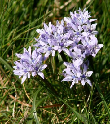 Wild flowers on coastal path Cemaes Anglesey.jpg