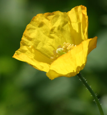 Welsh poppy.