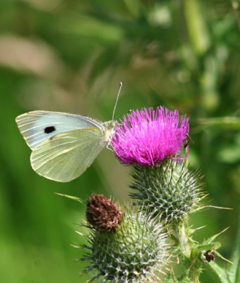 Butterfly on Thistle.