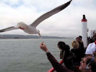 San Francisco Bay bird