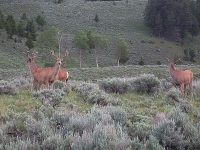 YNP2003_61PB.jpg