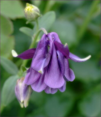 Purple aquilegia