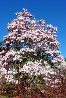 Magnolia - Rustica Rubram