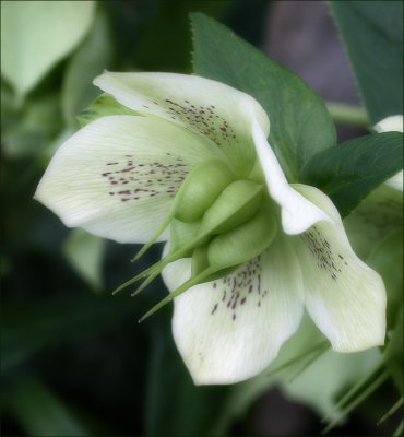 Hellebore