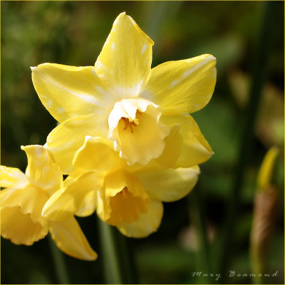 Daffodils