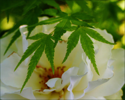 New leaves and Margaret Merrill