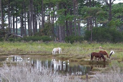 Wild ponies and egrets in Chincoteague