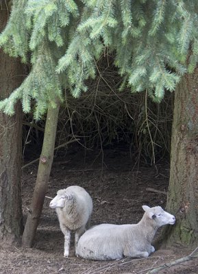 Saltspring lamb (still on the hoof)