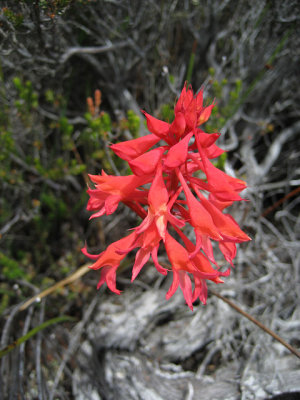 Flora on Table Mountain 1