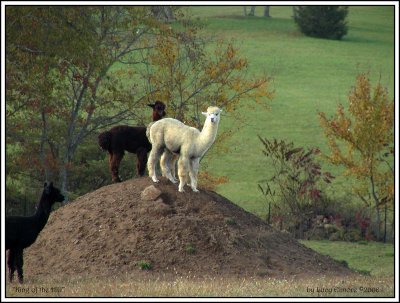 Alpacas