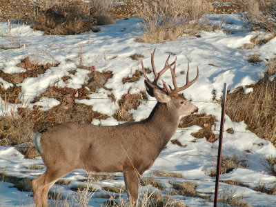 NiceBuck.-107