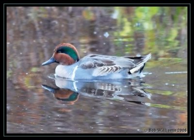 DSC_1506.JPGpr.jpg