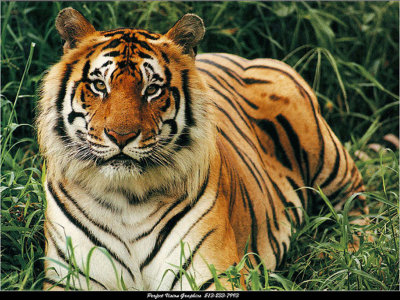 tiger1024.jpg
