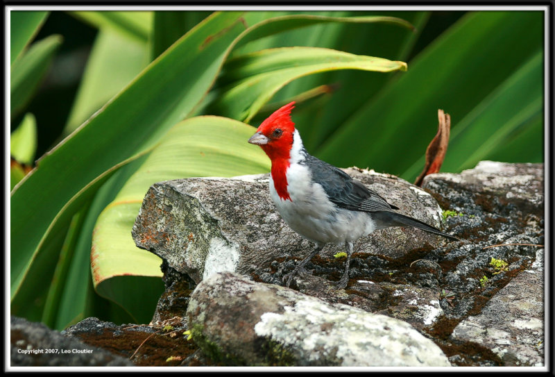 oahu_8167.jpg