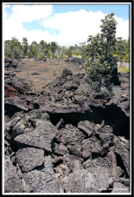 hilo_7602.jpg