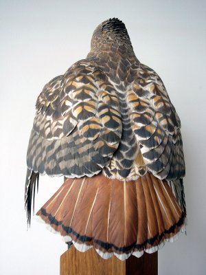 Back view with tail