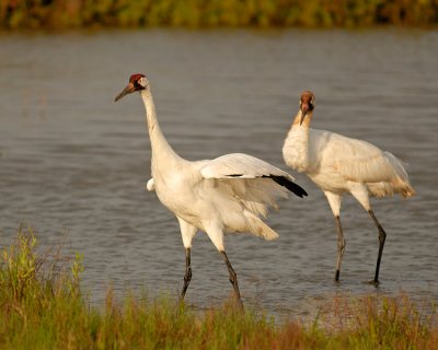 Aransas NWR