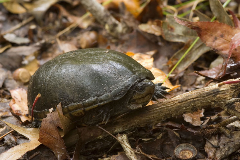 Mud turtle