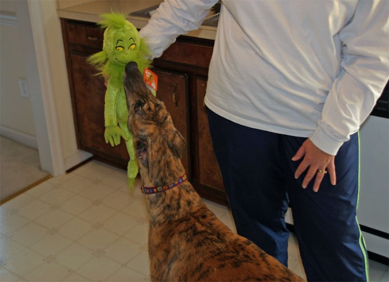 Day 6-The grinchhound!